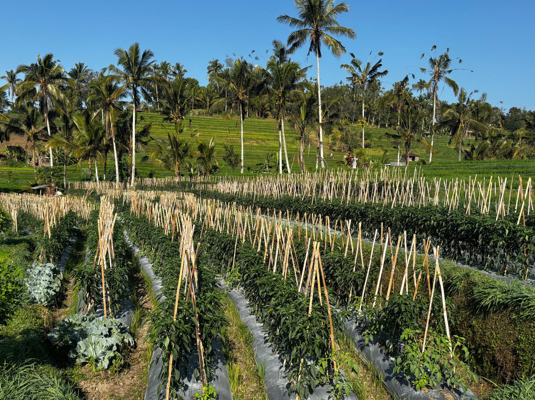 Jatiluwih Cycling & E-bike Tours With Bali By Pedals-Belalang必去景点