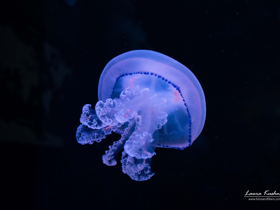 Jellyfish Museum-庞帕诺比奇必去景点