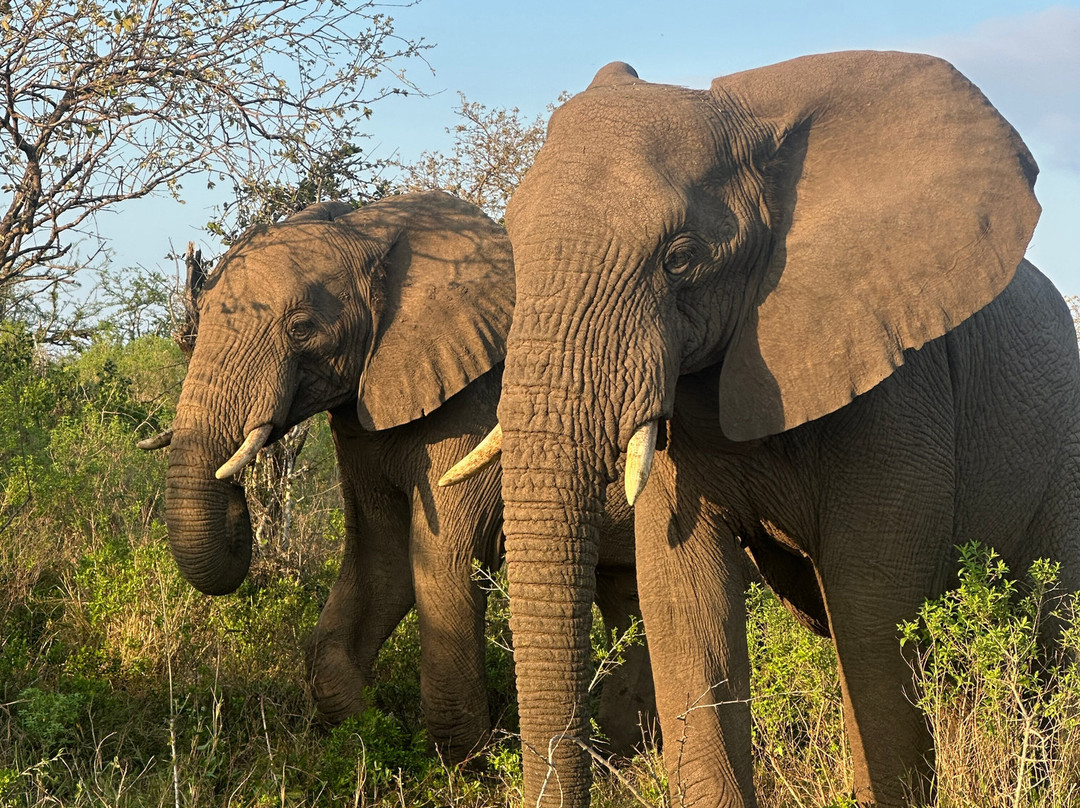 SAFARI, DRIVE & DIVE TOURS-Inhambane必去景点