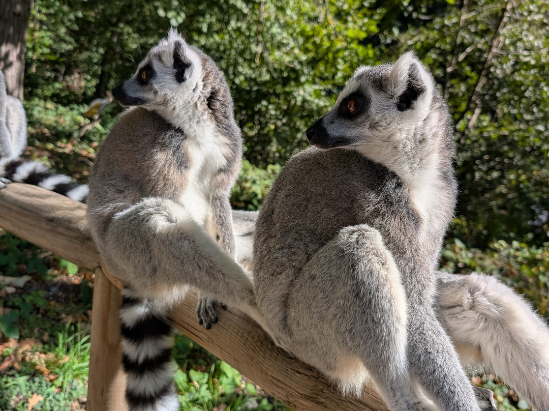 West Midlands Safari Park-Bewdley必去景点