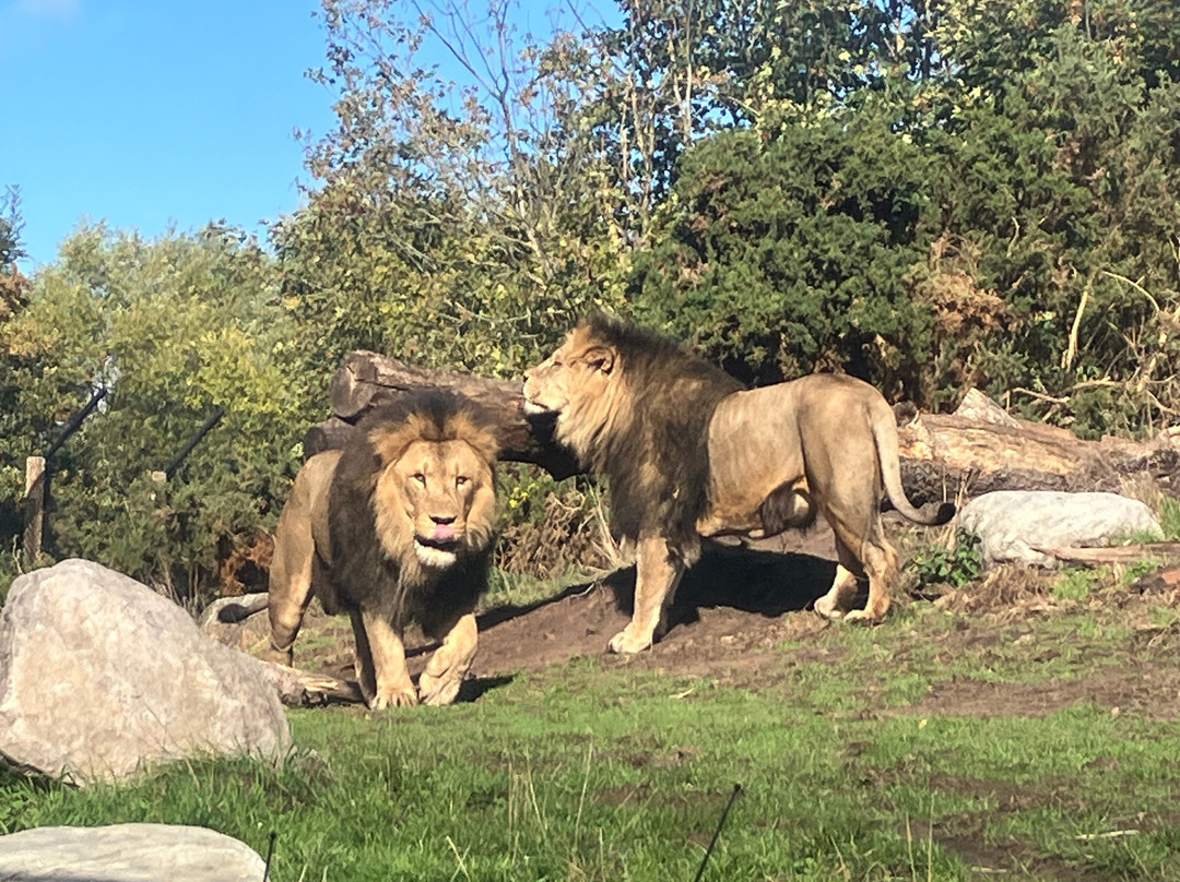 West Midlands Safari Park-Bewdley必去景点