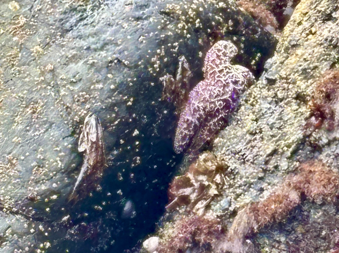 Shell Beach Bodega Bay
