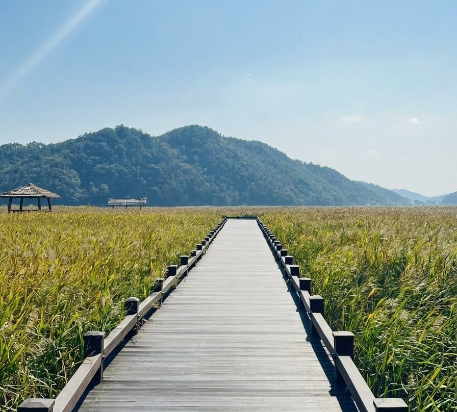 Suncheon Bay Wetland Reserve-顺天市必去景点