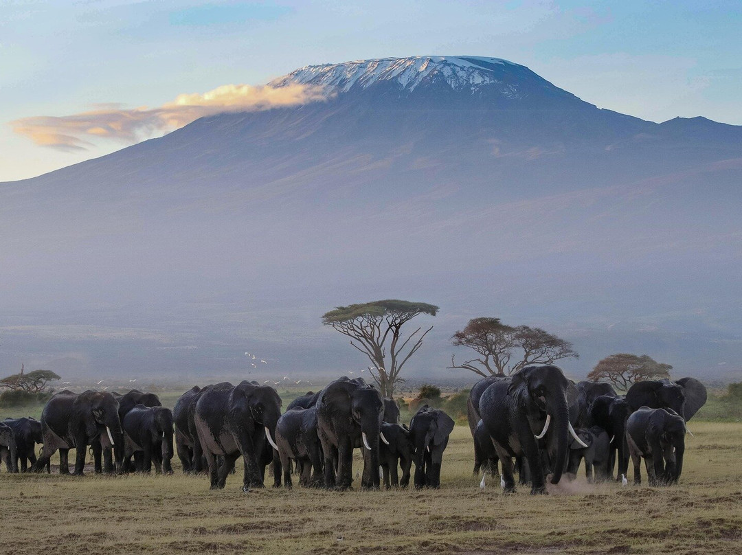 Mount Kilimanjaro-乞力马扎罗山国家公园必去景点