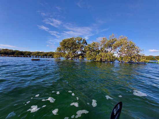 Adelaide Dolphin Sanctuary景点图片