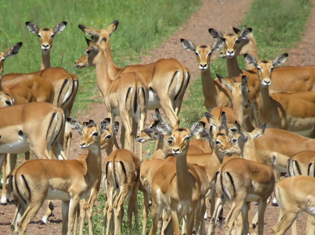 KILI SLOPE TOURS AND SAFARIS LTD-Usa River必去景点