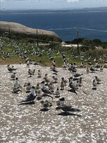 Montague Island景点图片