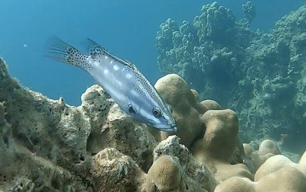 Dolphin Excursions Djibouti-吉布地必去景点