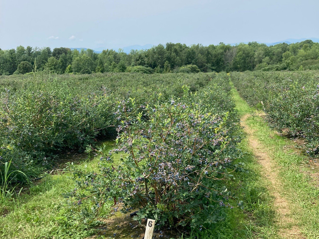 Pelkey's Blueberries景点图片