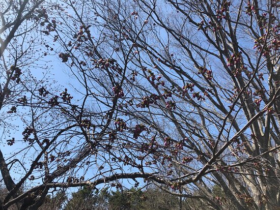 Oniushi Park-森町必去景点