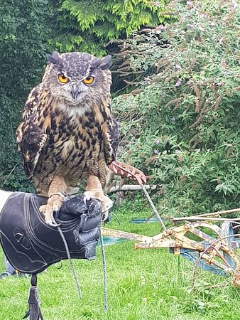 Coda Falconry景点图片