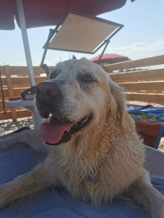 Chalet Luna Rossa  -  Welcome Dogs景点图片