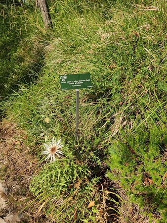 Orto Botanico Pellegrini - Ansaldi景点图片