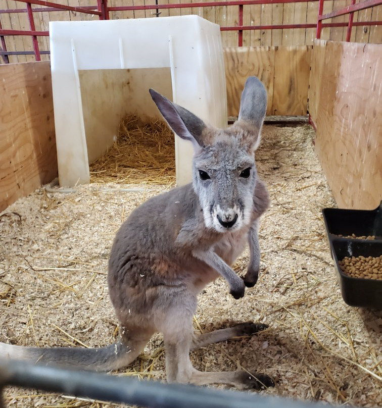 Lazy L Safari Park-开普吉拉多必去景点