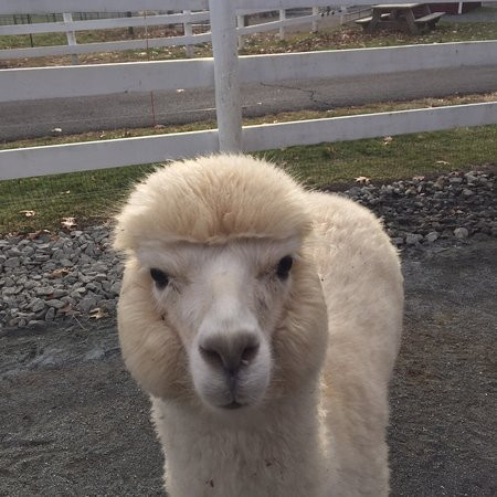 Bluebird Farm Alpacas-Peapack-Gladstone必去景点