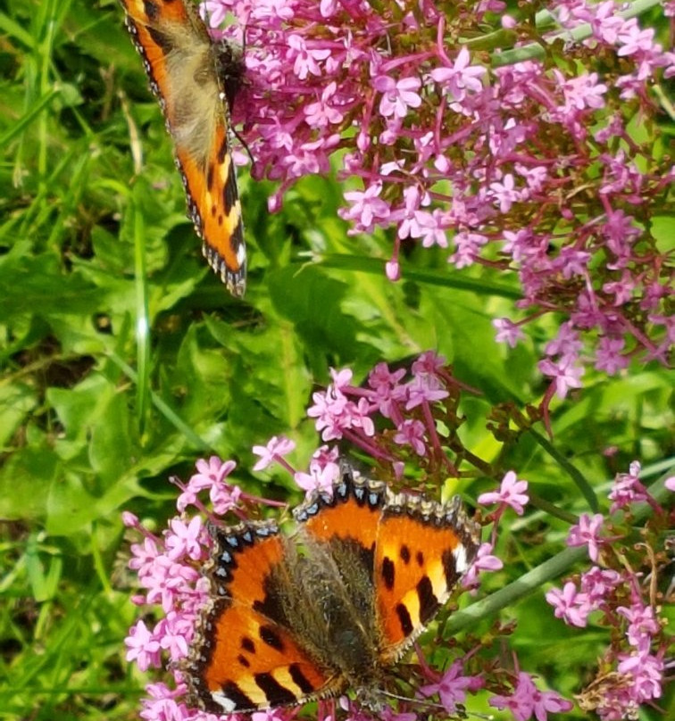 Eppleby Village Shop & Tea Room