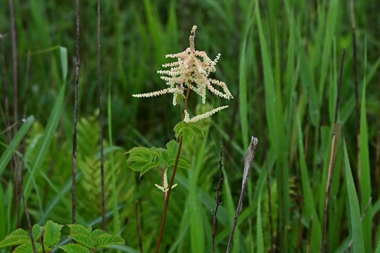 Kiritappu Wetland-滨中町必去景点