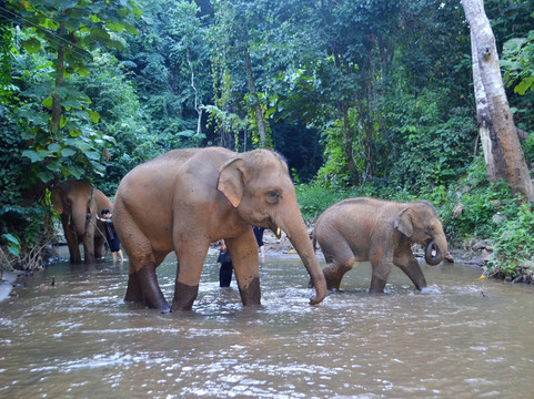 Chiangmai Jungle Trekking-清迈必去景点