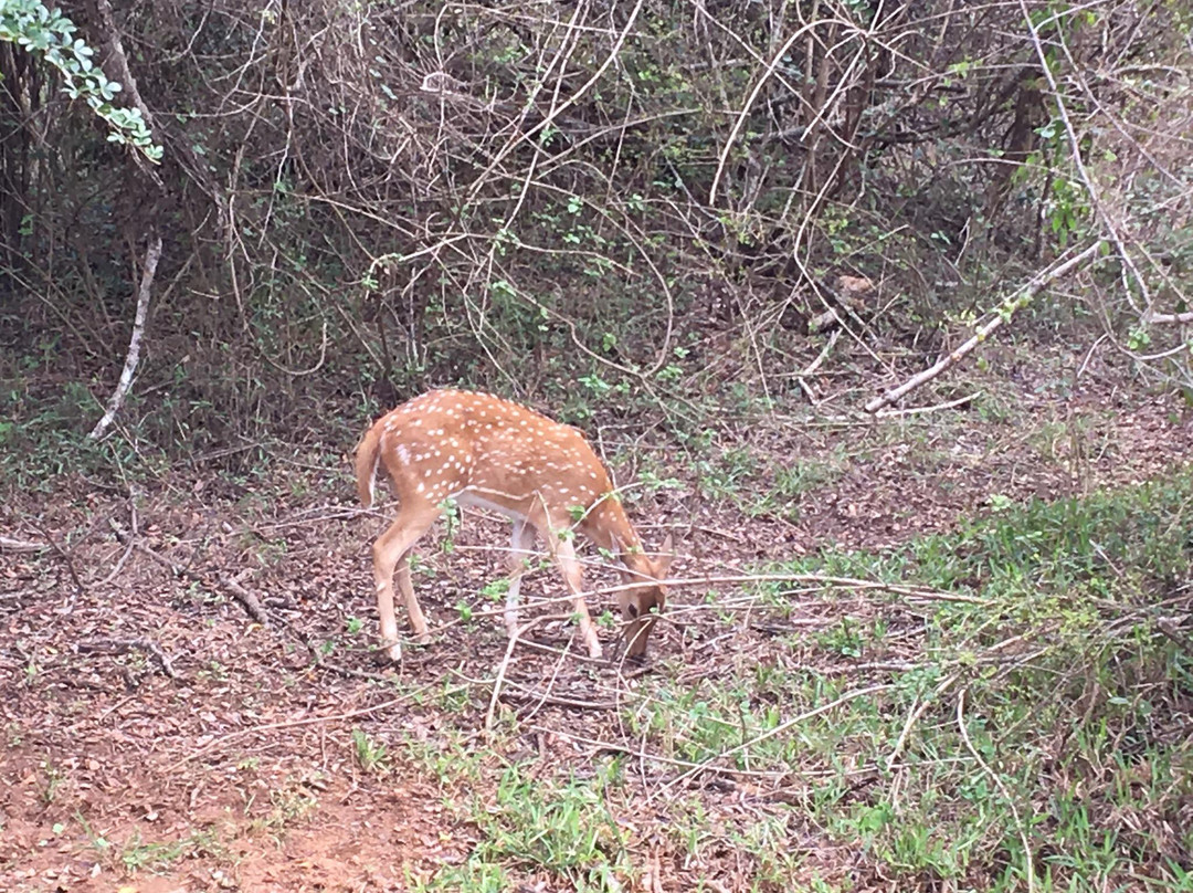 Yala Green Safari Tours