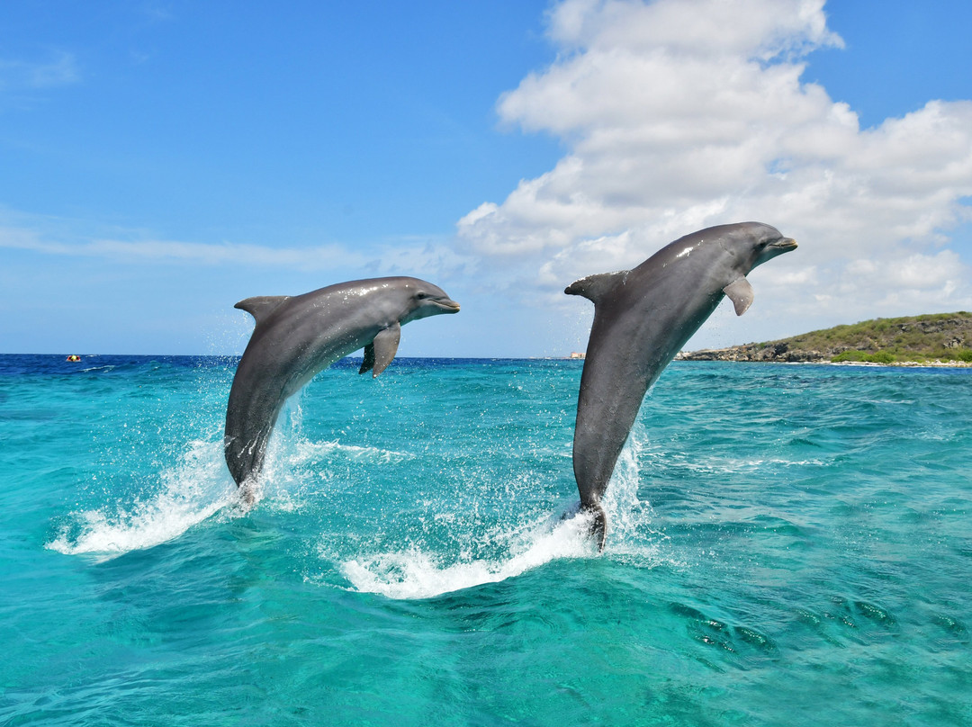 Dolphin Academy Curacao