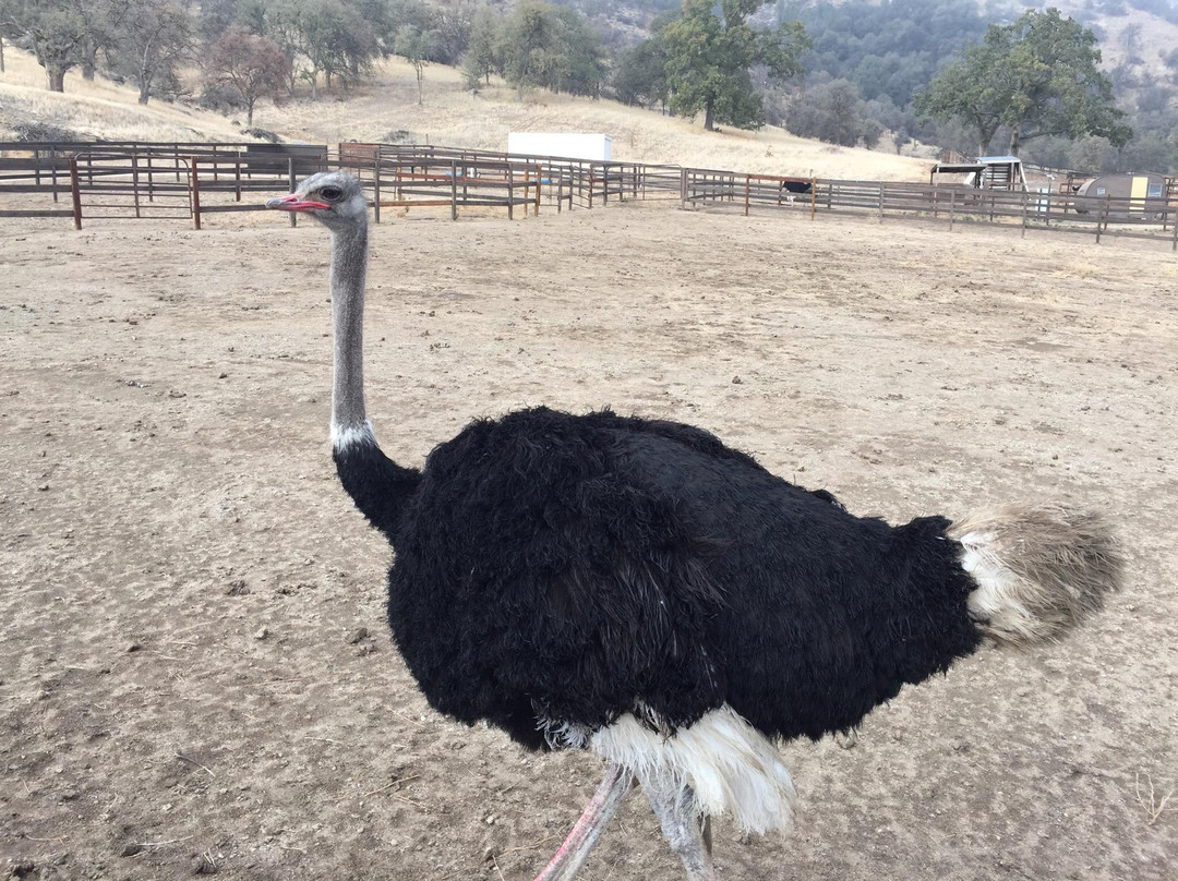 Indian Point Ostrich Ranch景点图片