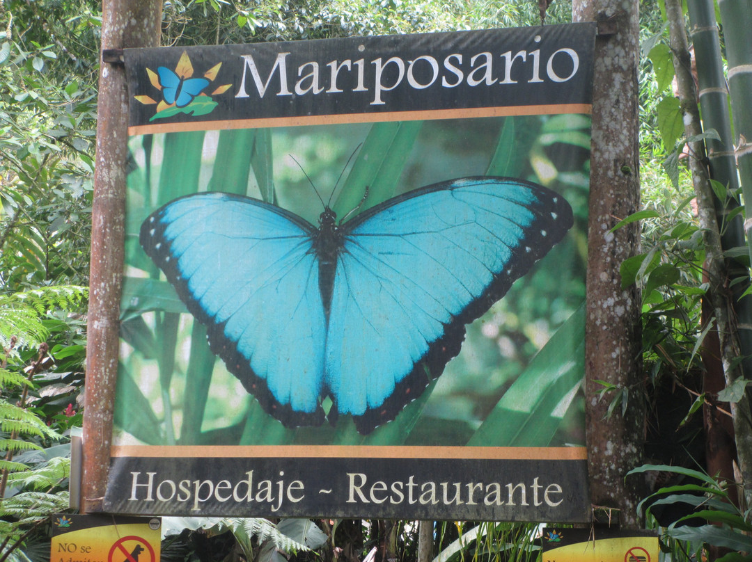 Mariposas de Mindo景点图片