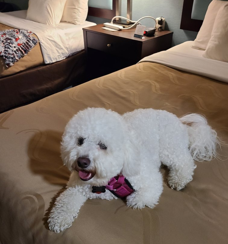 Quality Inn Galesburg Near US Highway 34 And I-74主图