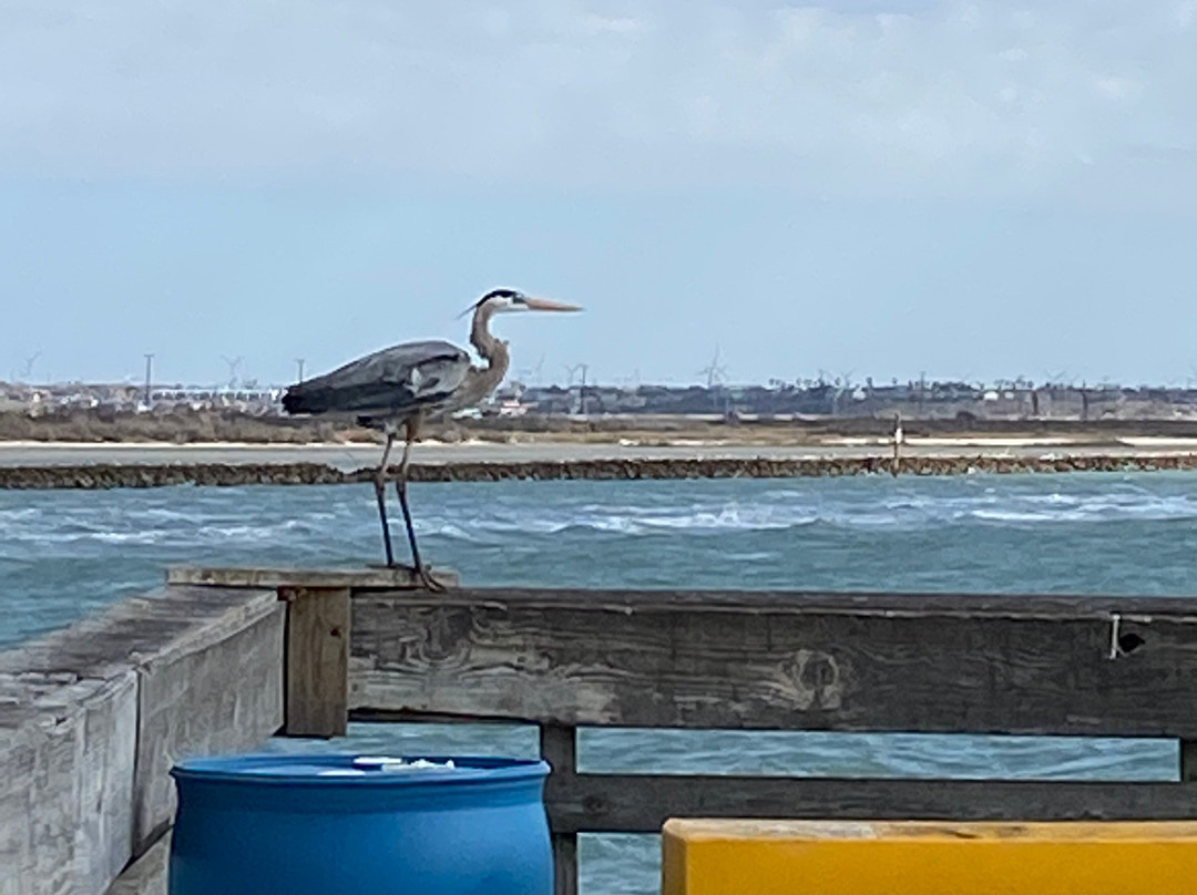 Indian Point-科珀斯克里斯蒂市必去景点