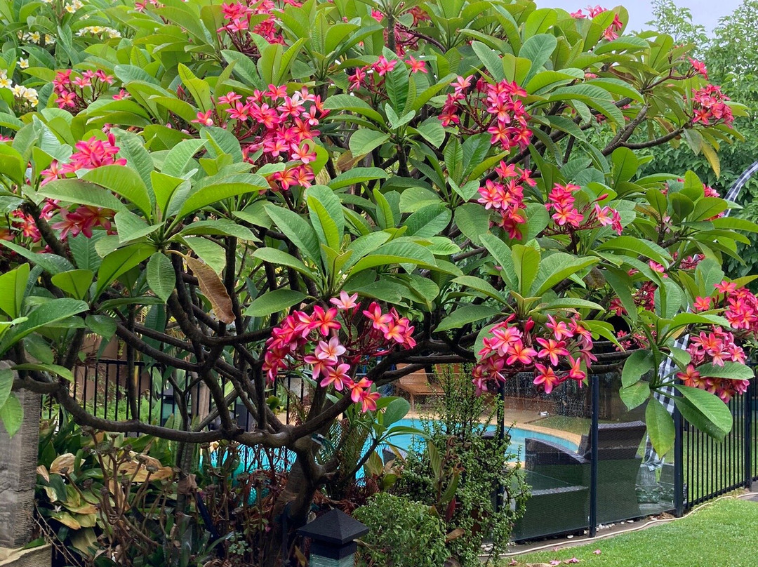 Bali@Avalon Bed & Breakfast主图