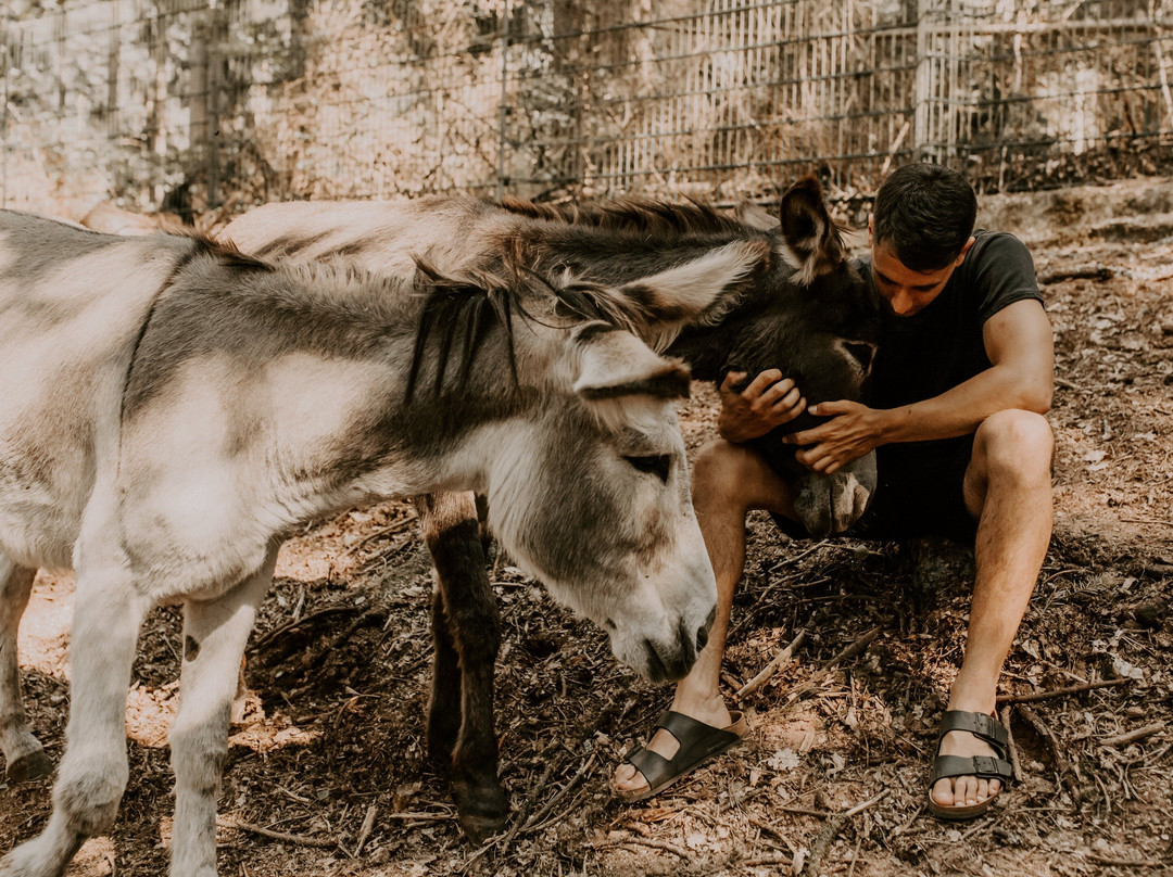 Eselwandern Pfalz-Eppenbrunn必去景点