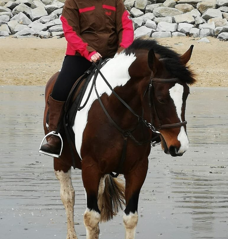 Tremenheere Riding Stables景点图片