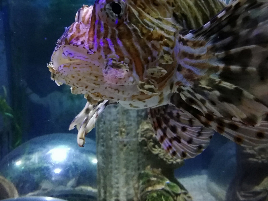 Sealife Adventure景点图片