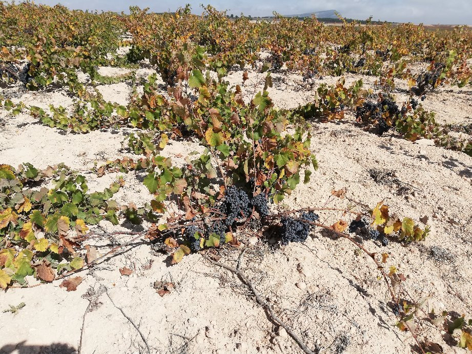 Bodegas Castaño-Yecla必去景点