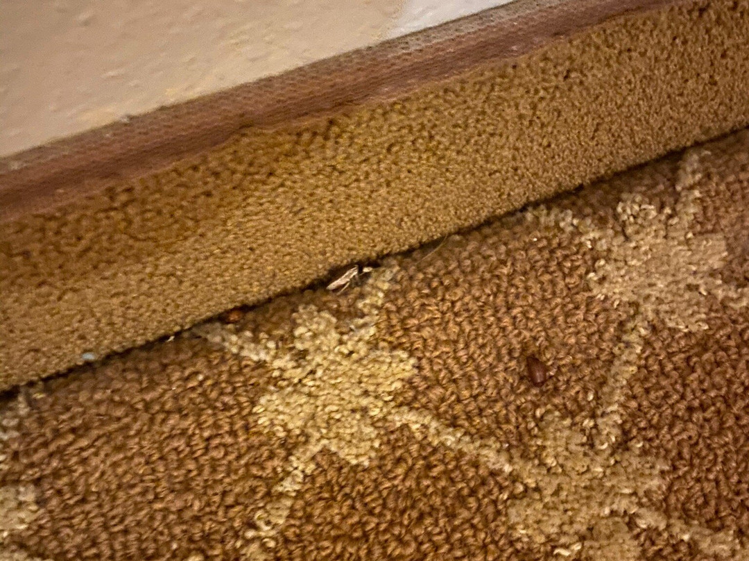 曼彻斯特机场乡村套房酒店主图