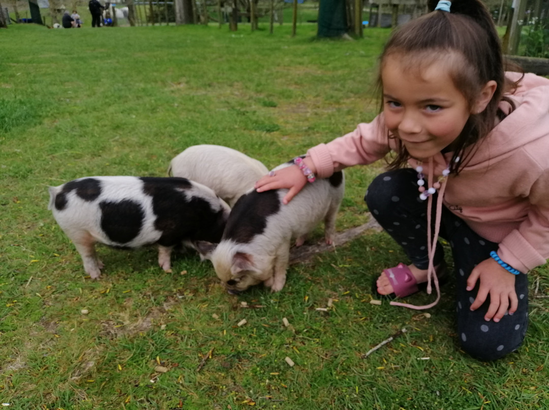 Lilliput Farm Fun And Animal Park景点图片