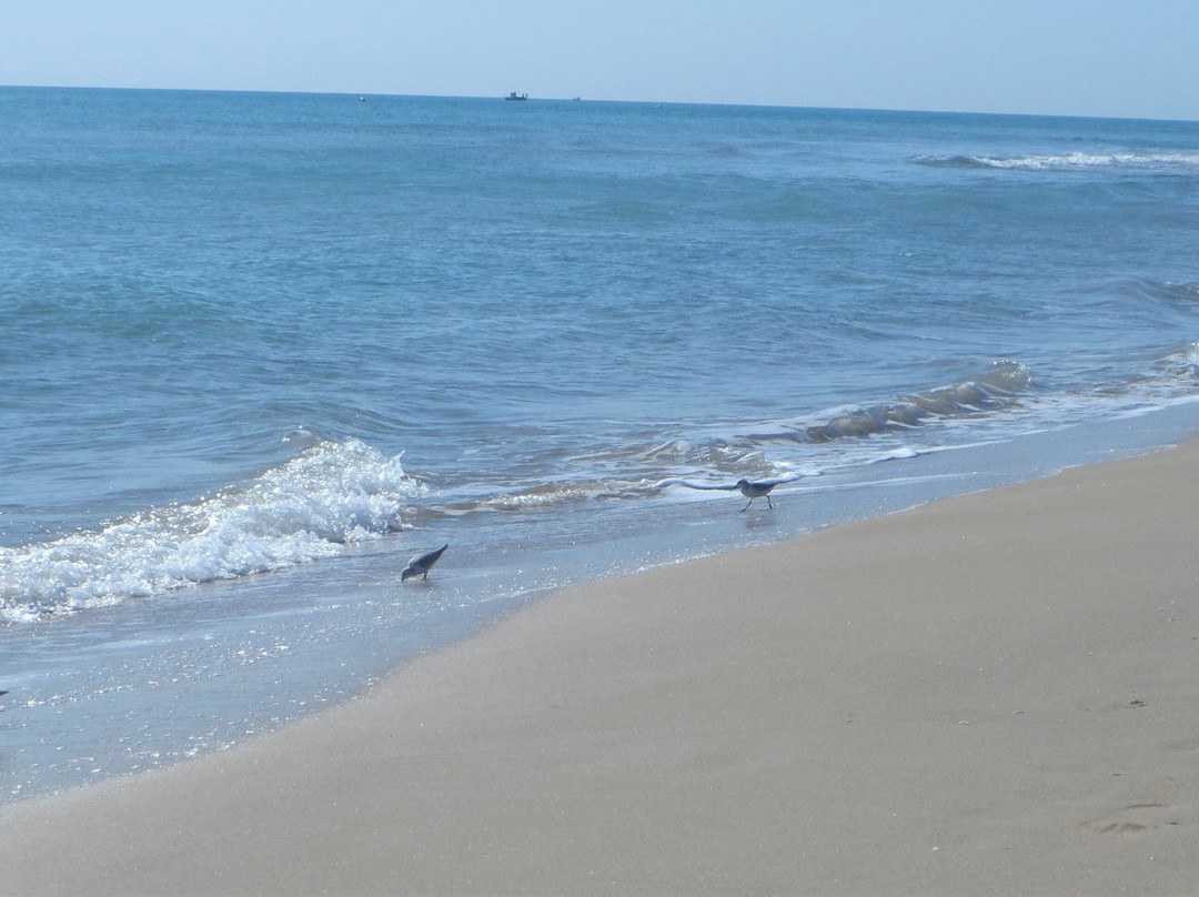 Playa Dels Vivers景点图片