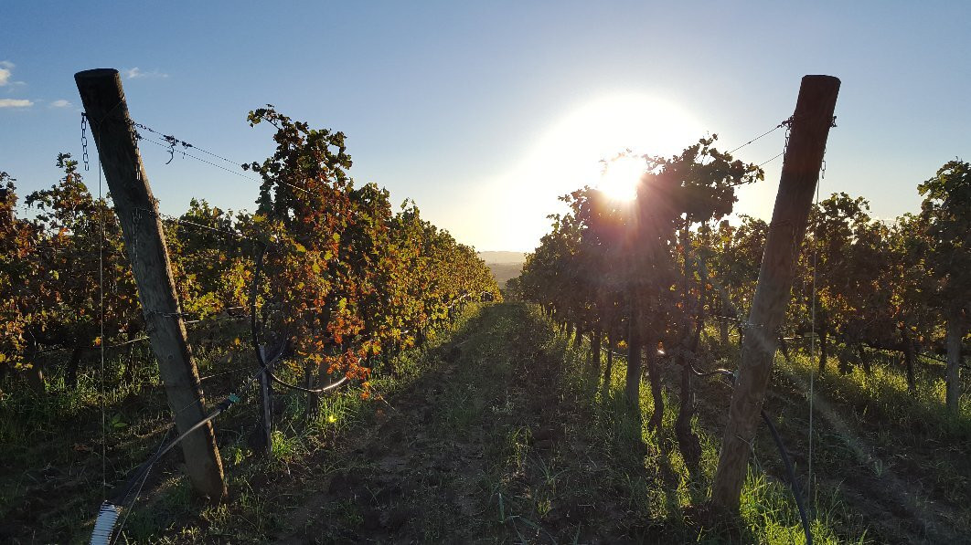 Tenuta Poggio Rosso景点图片
