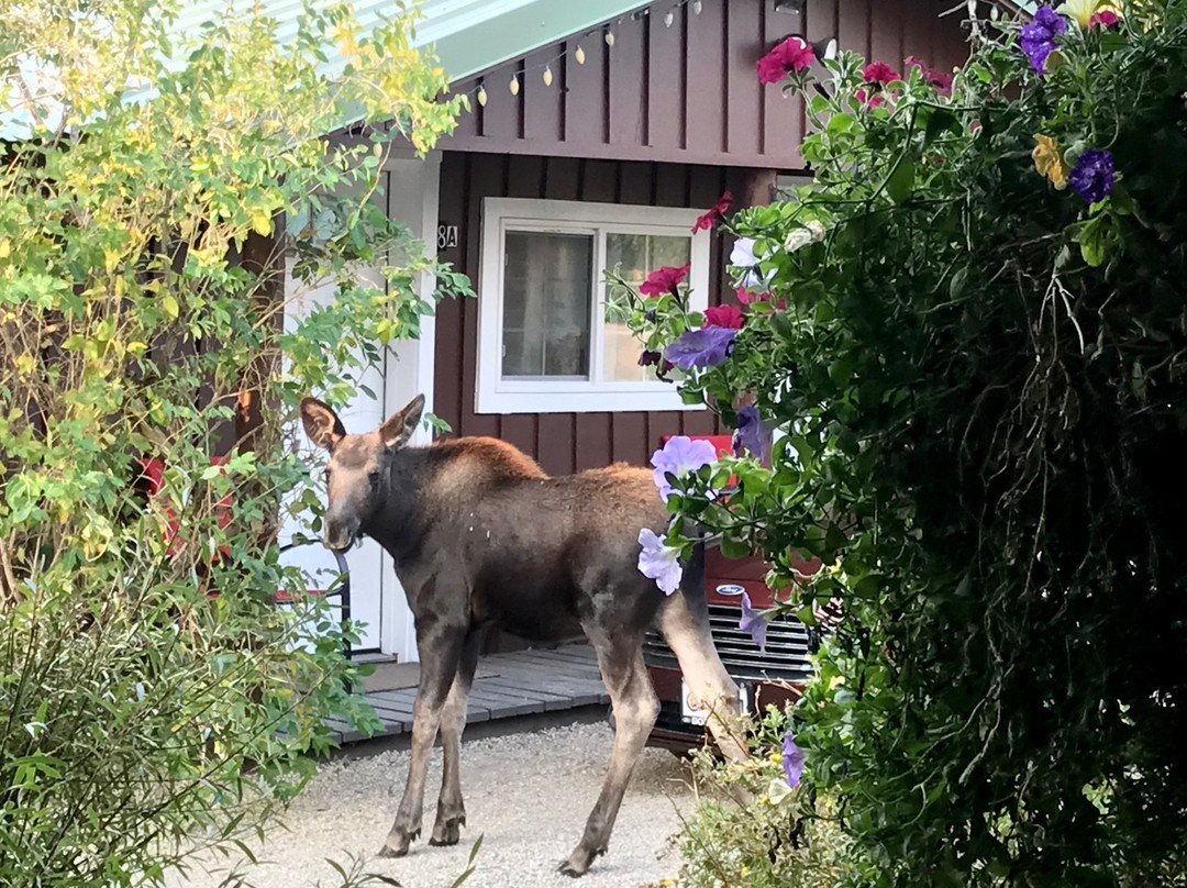 Log Cabin Motel主图