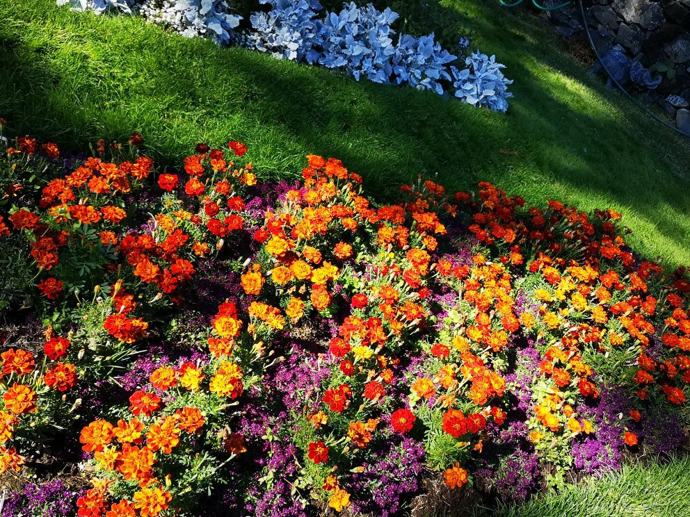 Cominco Gardens景点图片
