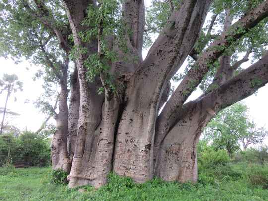 ThisAndThat Safaris-布拉瓦约必去景点