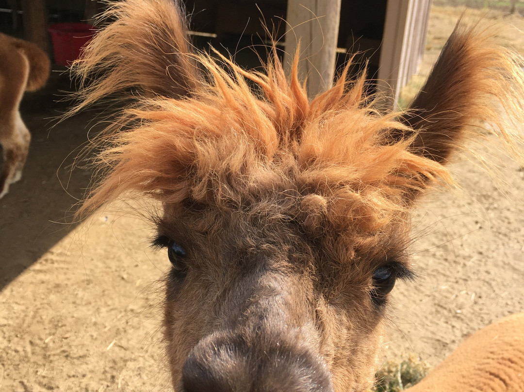 The Rellik Winery-Central Point必去景点