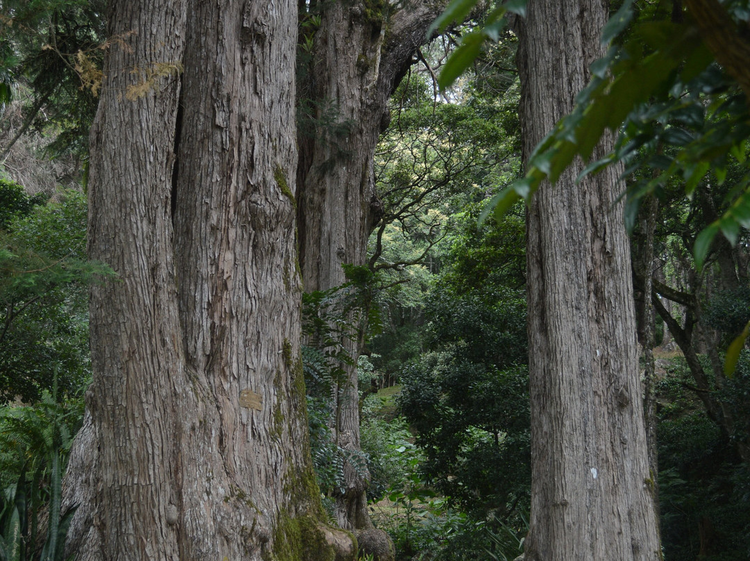 Hakgala皇家植物园-奴娃拉伊利雅必去景点