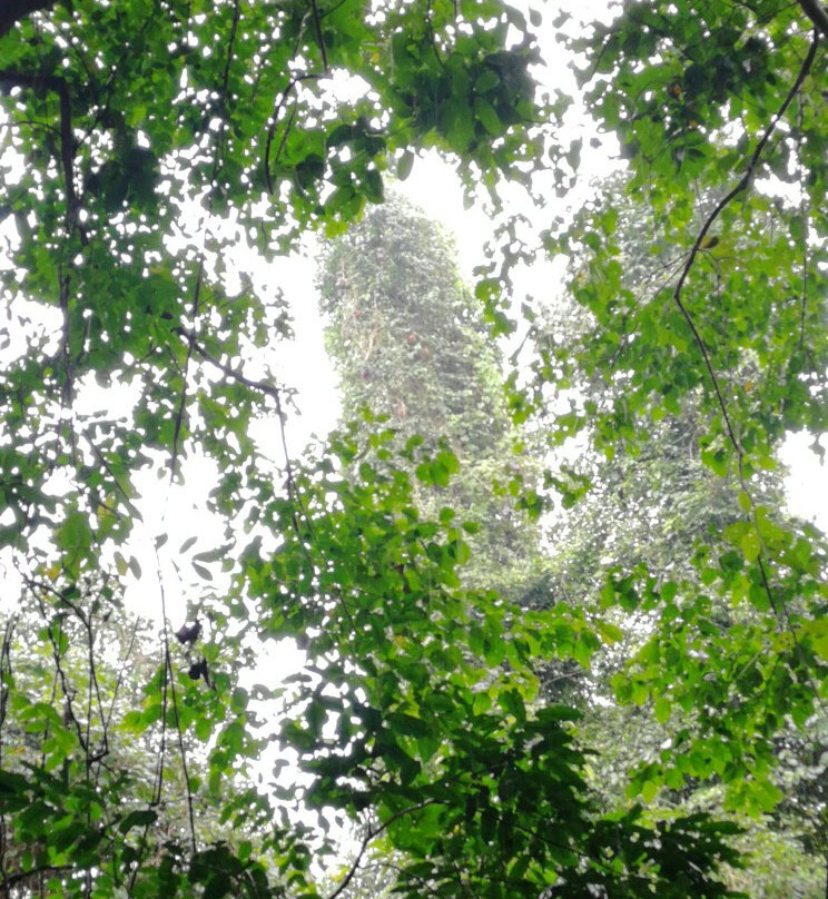 Pemba Flying Fox Forest-Wete必去景点