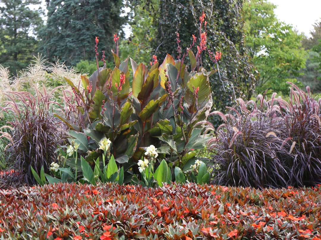 Brueckner Rhododendron Gardens-米西索加必去景点