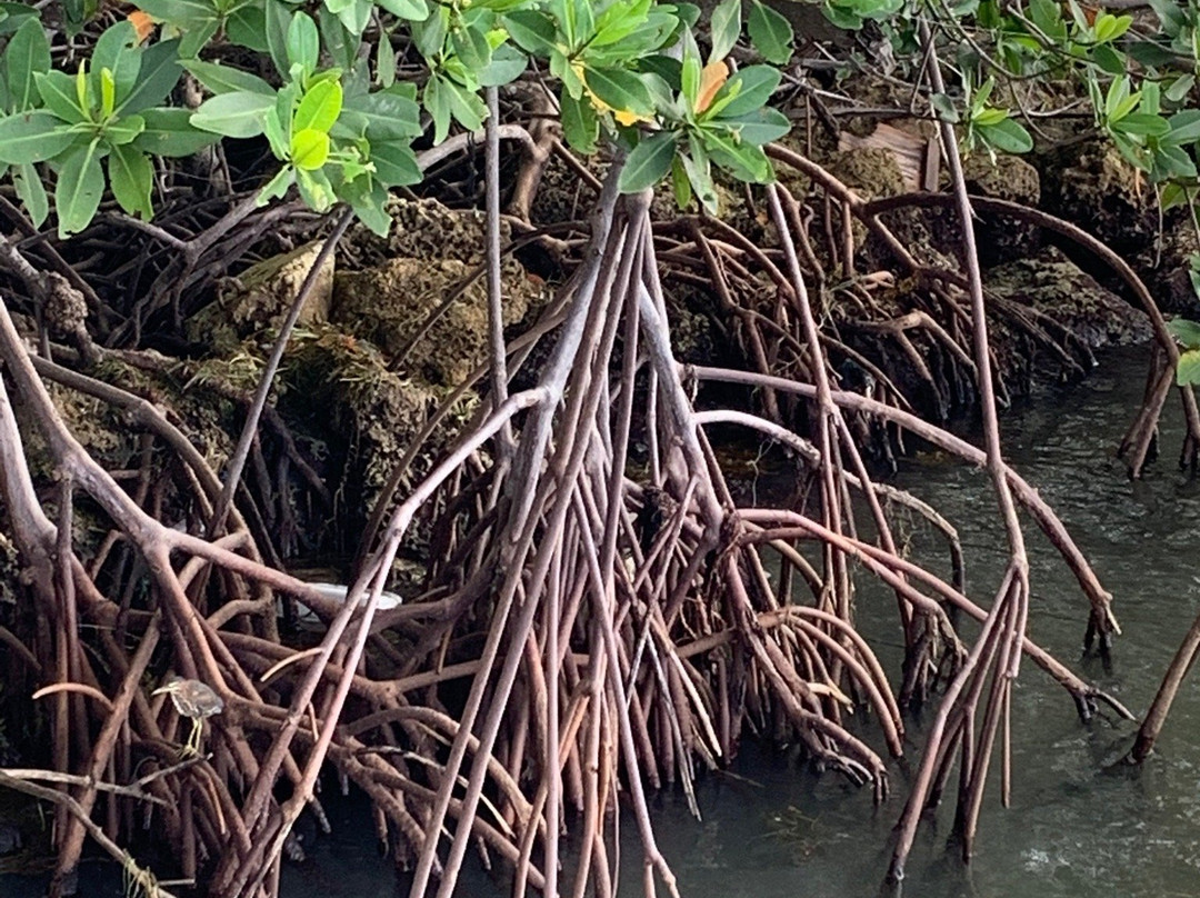 肯尼迪公园-迈阿密必去景点