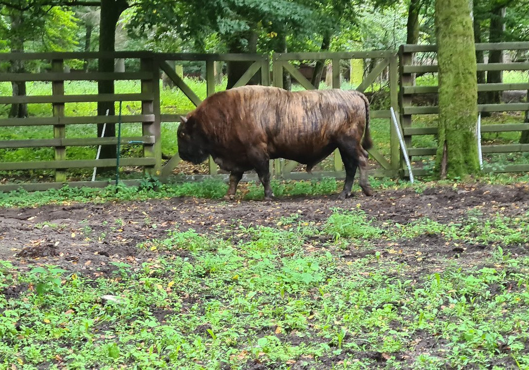 European Bison Reservation-Bialowieza必去景点