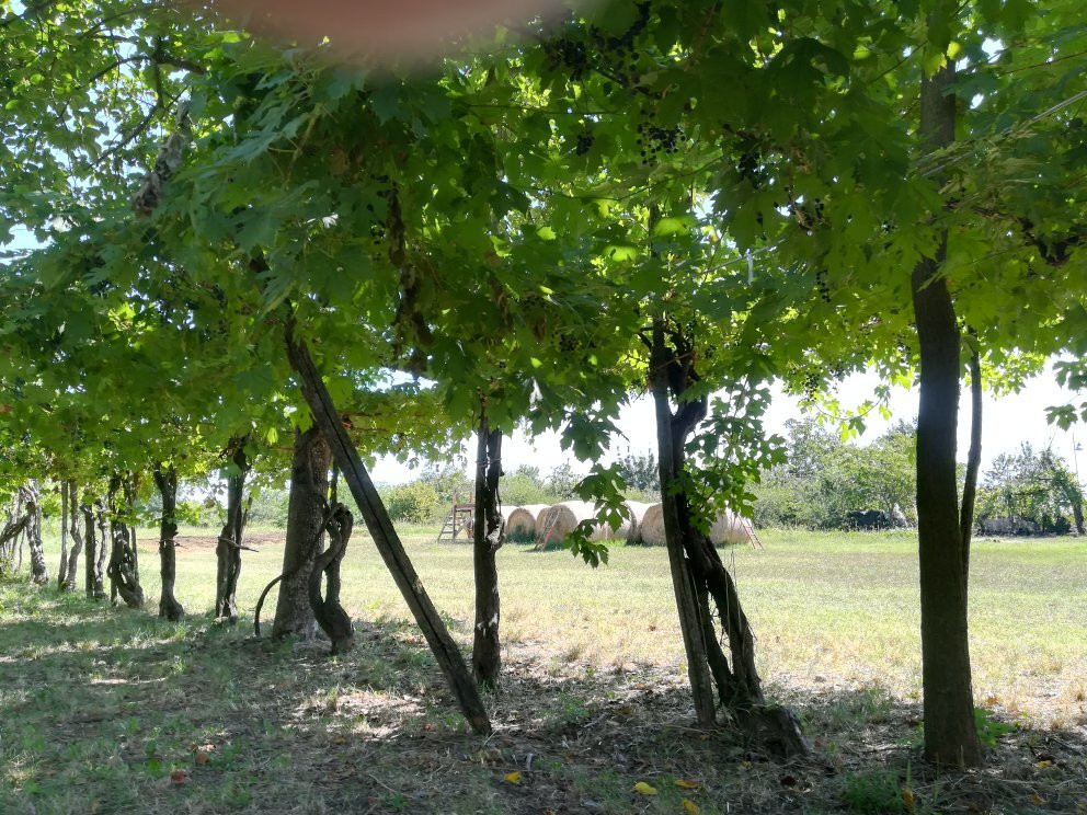 Agriturismo Bosco Del Fracasso