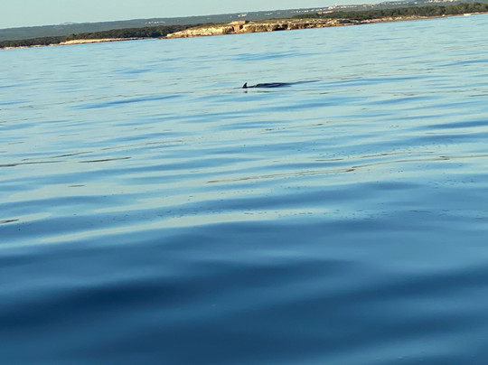 Pula Dolphin-普拉必去景点