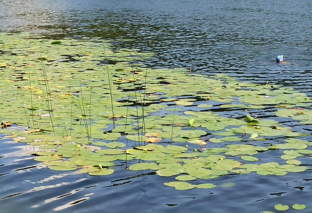 Lago di Favogna景点图片