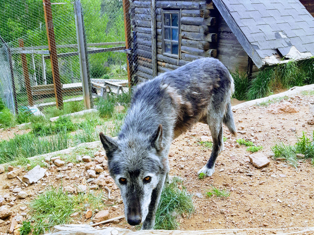Mission: Wolf-Gardner必去景点